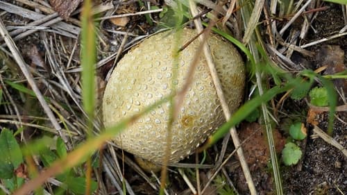 Tęgoskór cytrynowy