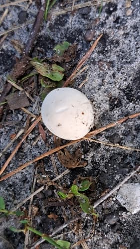 Purchaweczka spłaszczona