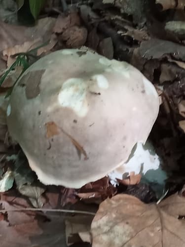 Gołąbek zielonawofioletowy