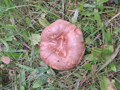 Krowiak podwinięty