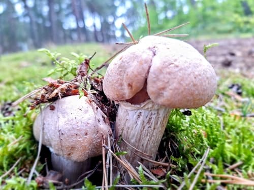 Płachetka zwyczajna