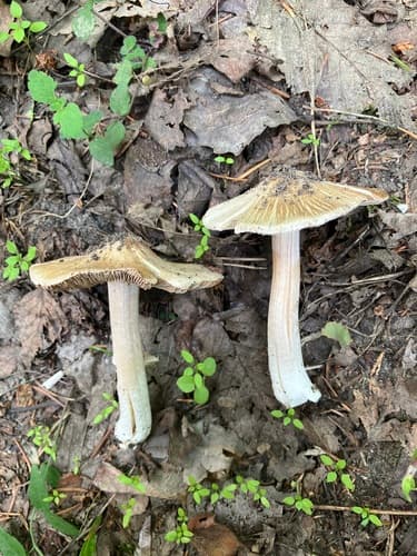 Inocybaceae