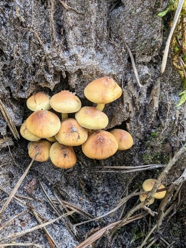 łuskwiak dwubarwny
