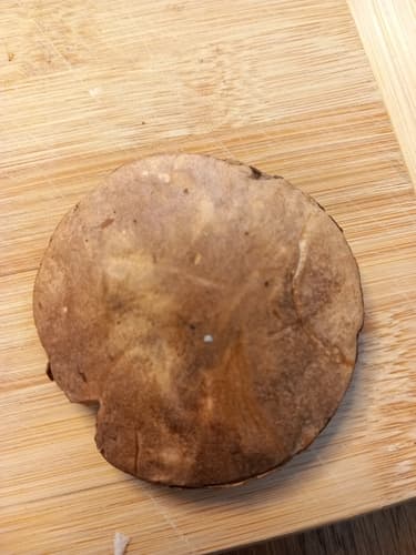 Koźlarz babka