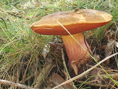 krasnoborowik ceglastopory