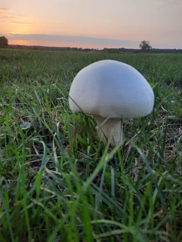 Pieczarka biaława