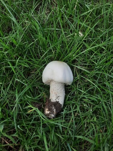 Pieczarka biaława