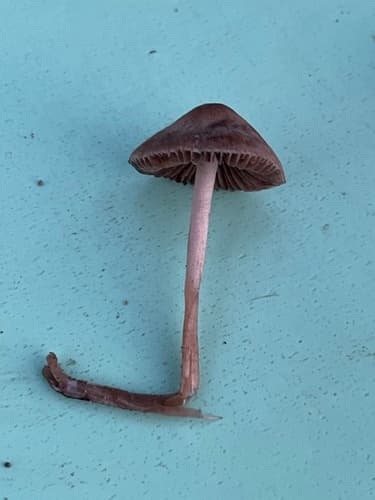 Grzybówka fioletowawa