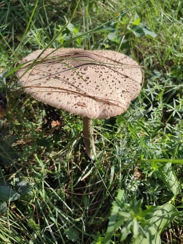 Czubajka kania