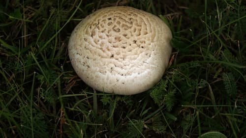 Pieczarka