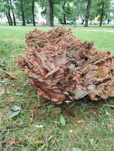 Wachlarzowiec olbrzymi