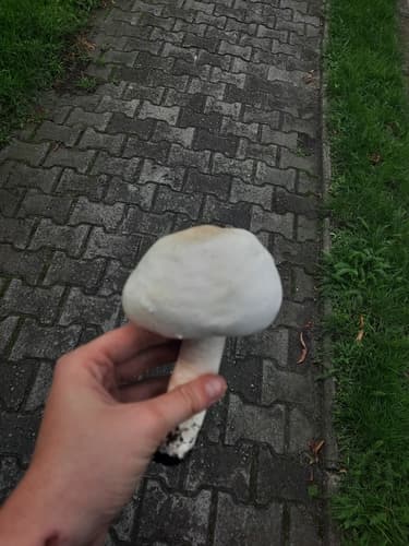 Pieczarka biaława
