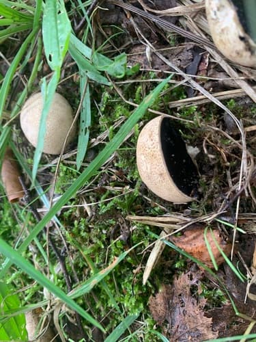 Tęgoskór cytrynowy
