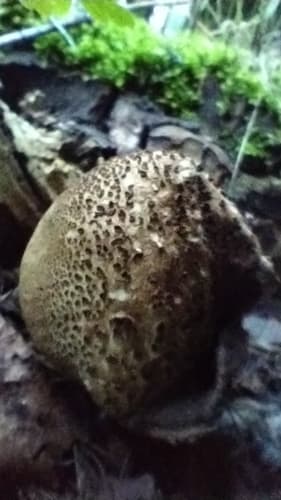 Tęgoskór cytrynowy