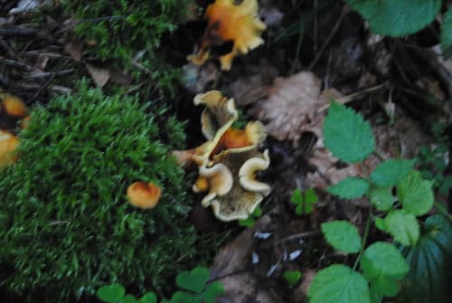 Maślanka