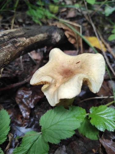 Monetnica plamista