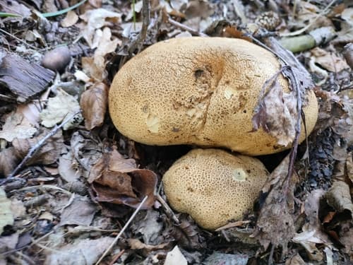 Tęgoskór cytrynowy