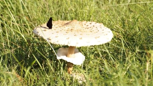 Czubajka kania