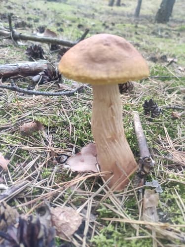 Złotoborowik wysmukły