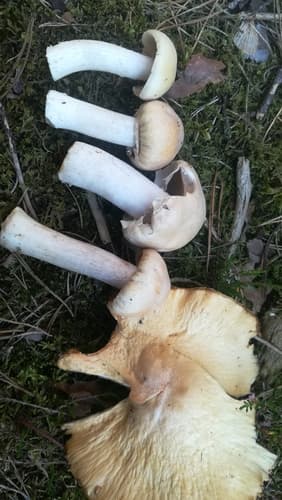 Płachetka zwyczajna