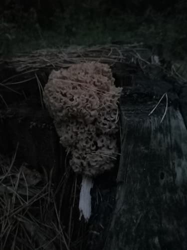 Siedzuń sosnowy