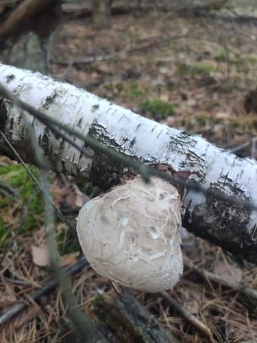Białoporek brzozowy