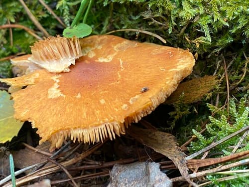 Pieczarkowce