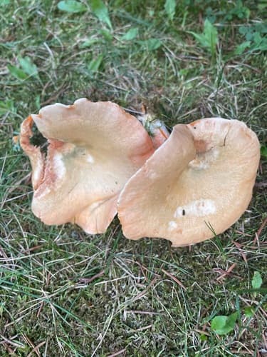 Mleczaj świerkowy
