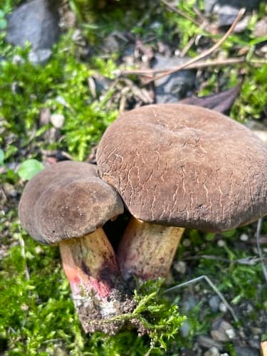 Borowikowate