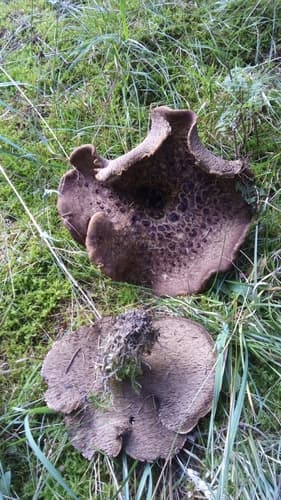 sarniak świerkowy