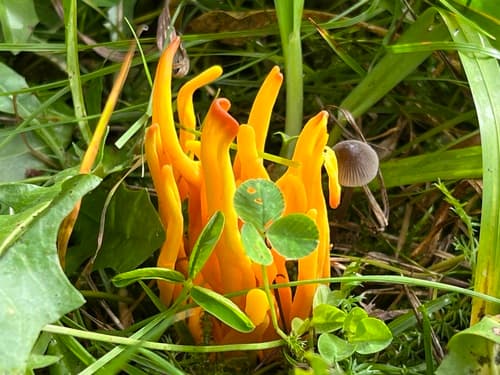 Clavulinopsis fusiformis