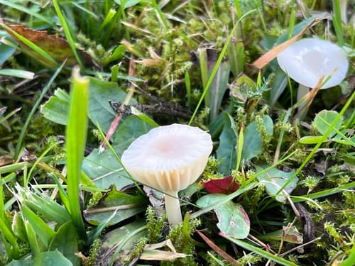 Kopułka śnieżna