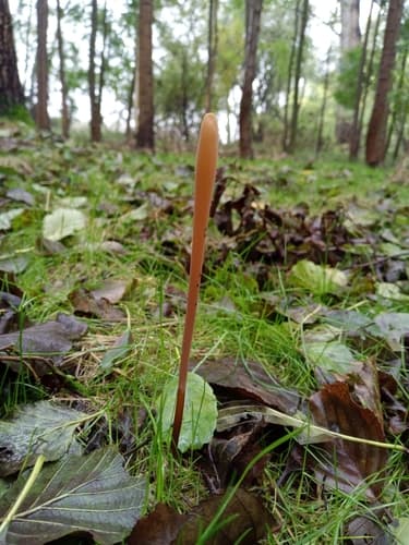 Macrotyphula