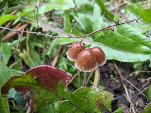 Kruchaweczka wysmukła