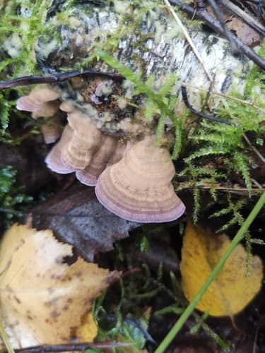 Niszczyk liściastodrzewny