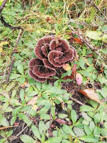 Chropiatka pospolita