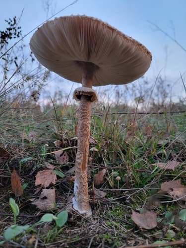 Czubajka kania