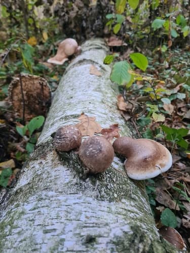 Białoporek brzozowy