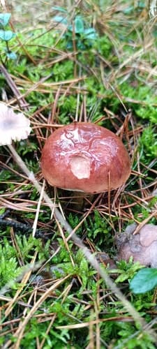 Podgrzybek brunatny