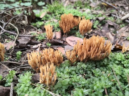 Phaeoclavulina