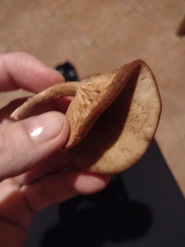 Pieczarkowce