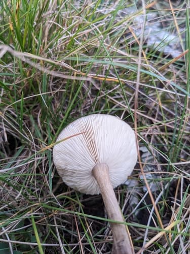 Ciemnobiałka ciemna