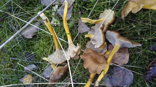 Lejkowiec trąbkowy