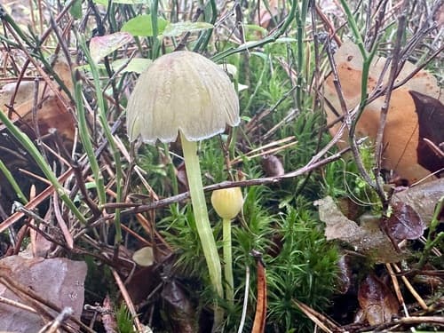 Grzybówka cytrynowa