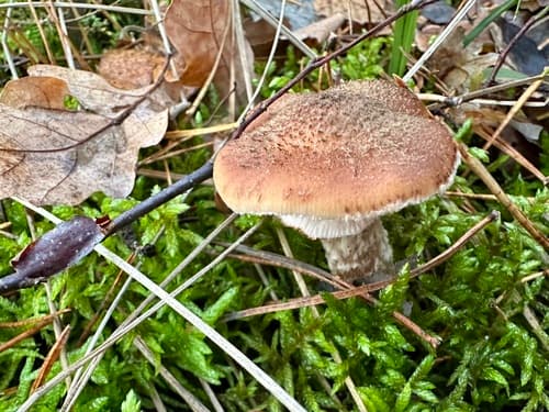 Opieńka ciemna