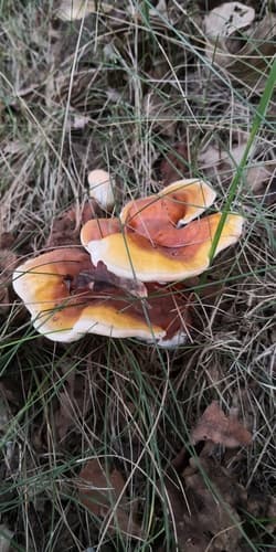 Lakownica żółtawa
