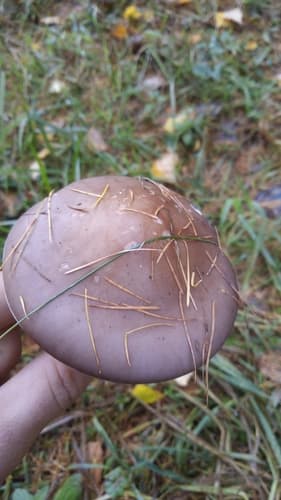 Gąsówka Fioletowawa