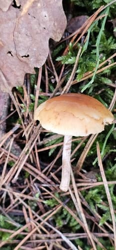 Łysak plamistoblaszkowy