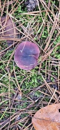 Gołąbek ciemnopurpurowy
