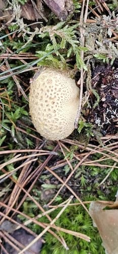 Tęgoskór cytrynowy